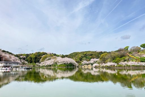 桜に彩られる蓮花寺池公園